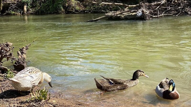 Duck Park - Sweetwater, TN