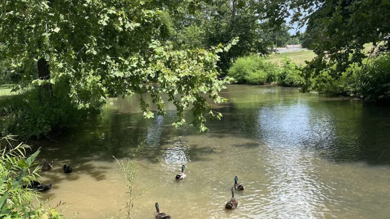 Duck Park - Sweetwater, TN
