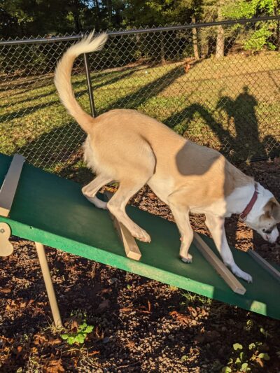 Dog Park at Heritage Park - Syracuse, NY