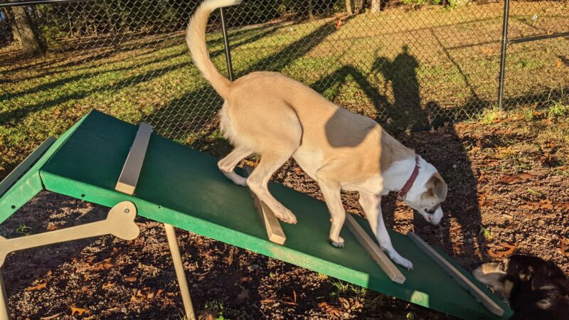 Dog Park at Heritage Park - Syracuse, NY