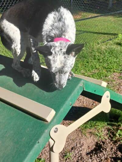 Dog Park at Heritage Park - Syracuse, NY