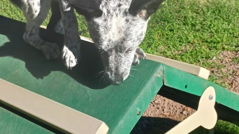 Dog Park at Heritage Park - Syracuse, NY
