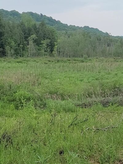 Pleasant Valley Preserve - Syracuse, NY