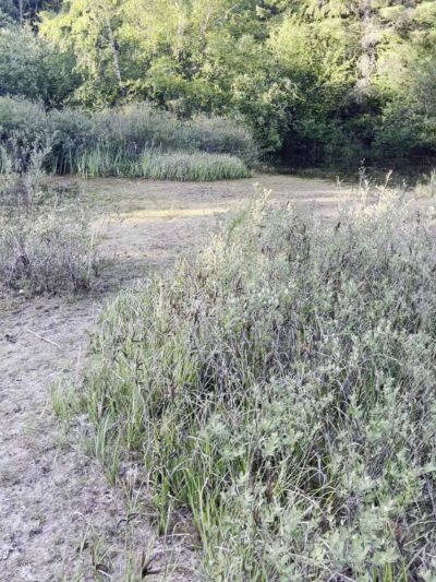 China Lake Park - Tacoma, WA