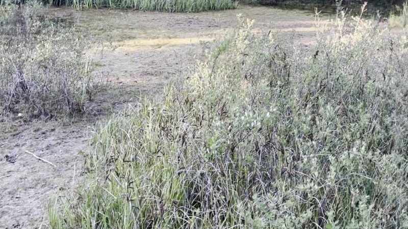 China Lake Park - Tacoma, WA