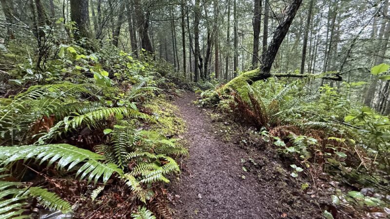 China Lake Park - Tacoma, WA