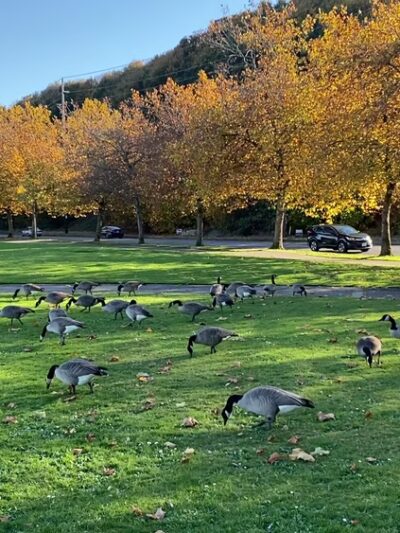 Cummings Park - Tacoma, WA