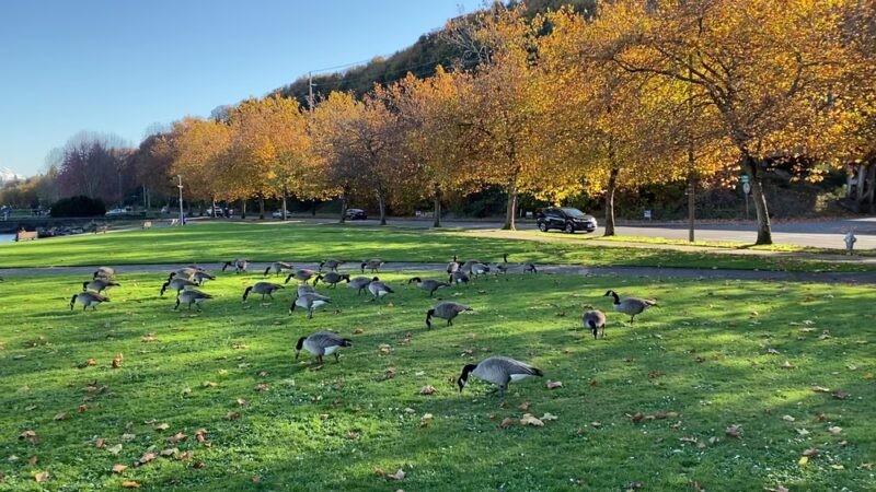 Cummings Park - Tacoma, WA