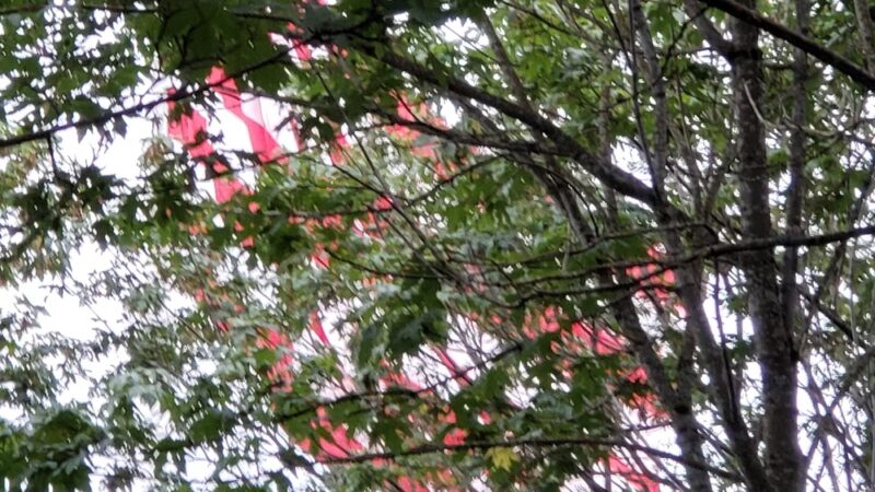 Irving Park - Tacoma, WA