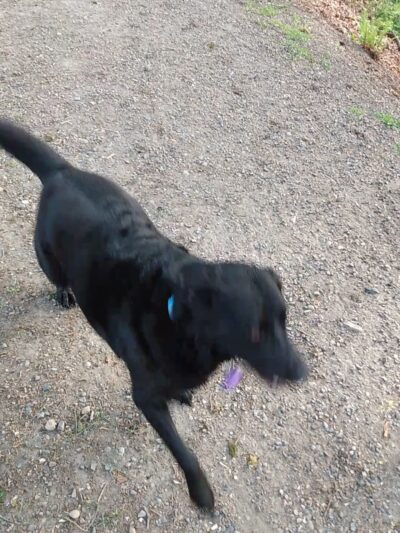 McKinley Park - Tacoma, WA