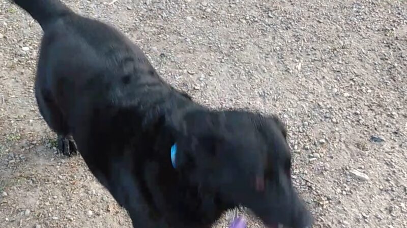 McKinley Park - Tacoma, WA