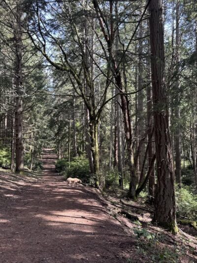 Point Defiance Dog Park - Tacoma, WA