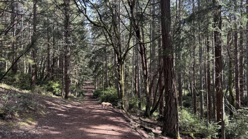 Point Defiance Dog Park - Tacoma, WA