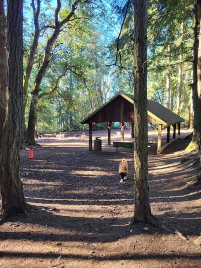 Point Defiance Dog Park - Tacoma, WA
