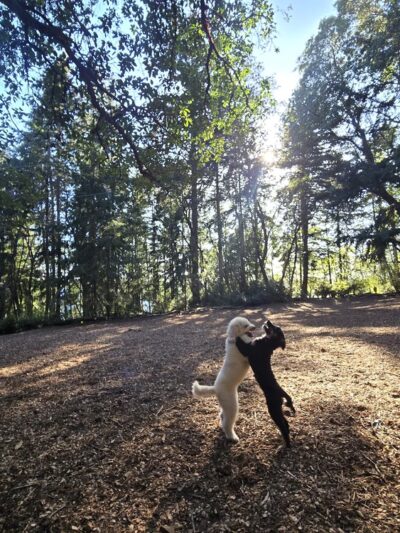Point Defiance Dog Park - Tacoma, WA