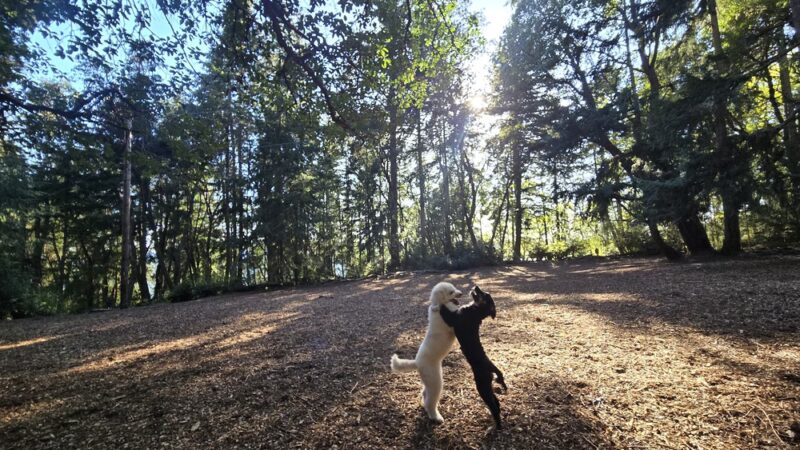 Point Defiance Dog Park - Tacoma, WA