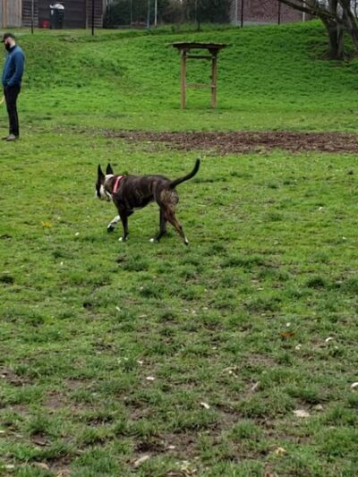Rogers Dog Park - Tacoma, WA