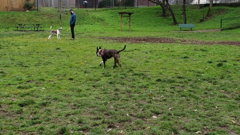 Rogers Dog Park - Tacoma, WA