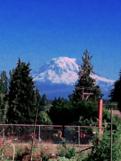 Rogers Dog Park - Tacoma, WA