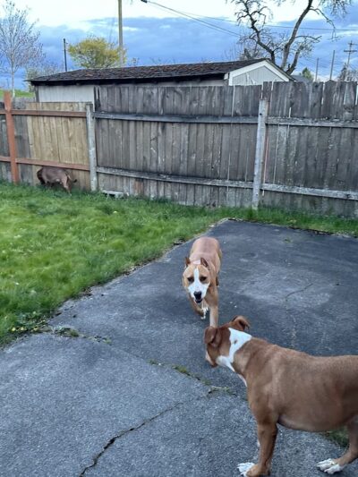 SniffSpot South Tacoma - Tacoma, WA