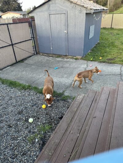 SniffSpot South Tacoma - Tacoma, WA