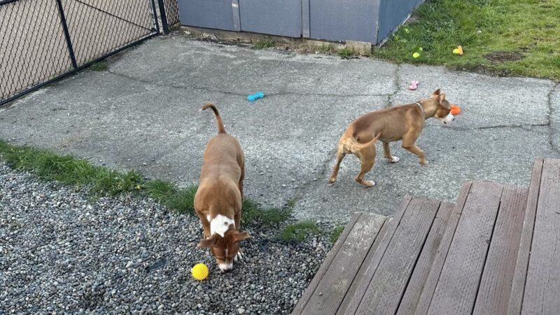 SniffSpot South Tacoma - Tacoma, WA