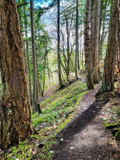 Swan Creek Dog Park - Tacoma, WA