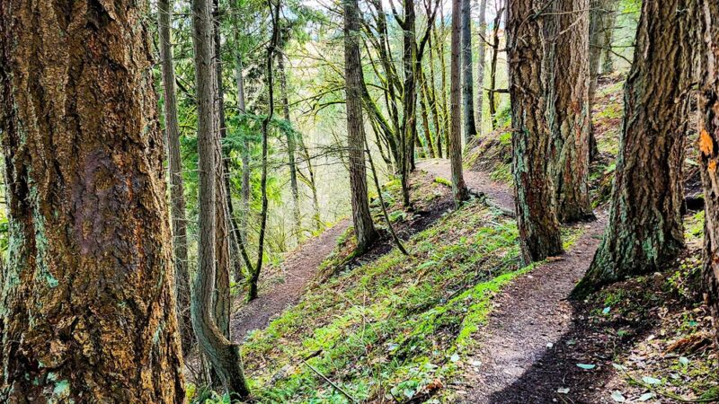 Swan Creek Dog Park - Tacoma, WA