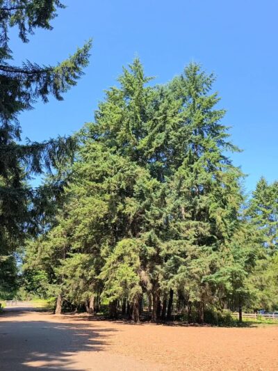 Swan Creek Dog Park - Tacoma, WA