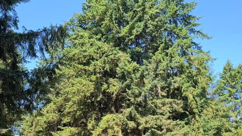 Swan Creek Dog Park - Tacoma, WA