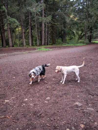 Swan Creek Dog Park - Tacoma, WA