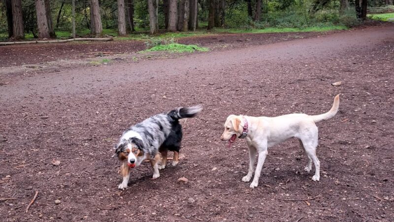 Swan Creek Dog Park - Tacoma, WA