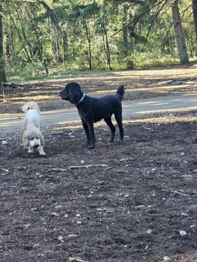 Swan Creek Dog Park - Tacoma, WA