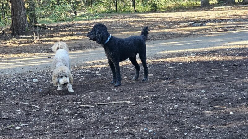 Swan Creek Dog Park - Tacoma, WA