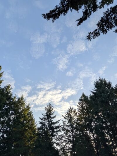 Swan Creek Dog Park - Tacoma, WA