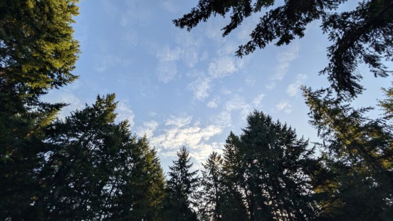 Swan Creek Dog Park - Tacoma, WA