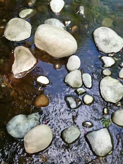 Swan Creek Park - Tacoma, WA