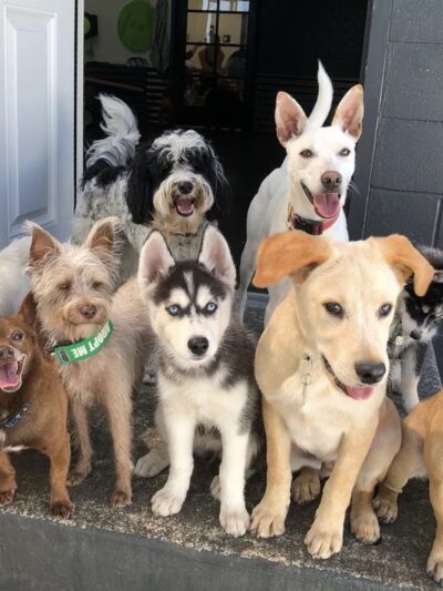 Wet Noses Dry Paws - Tacoma, WA