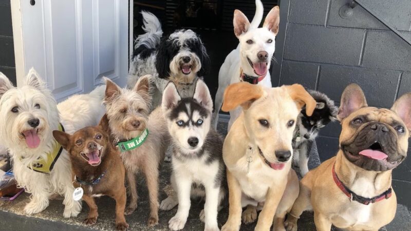 Wet Noses Dry Paws - Tacoma, WA