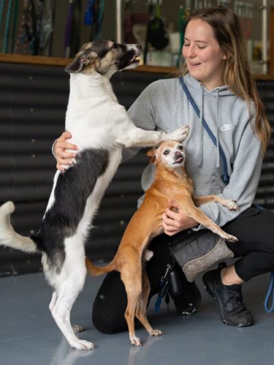 Wet Noses Dry Paws - Tacoma, WA