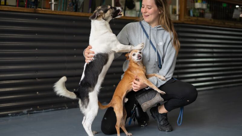 Wet Noses Dry Paws - Tacoma, WA