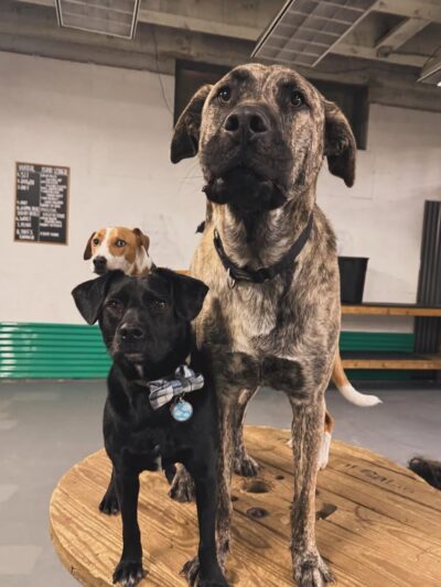 Wet Noses Dry Paws - Tacoma, WA