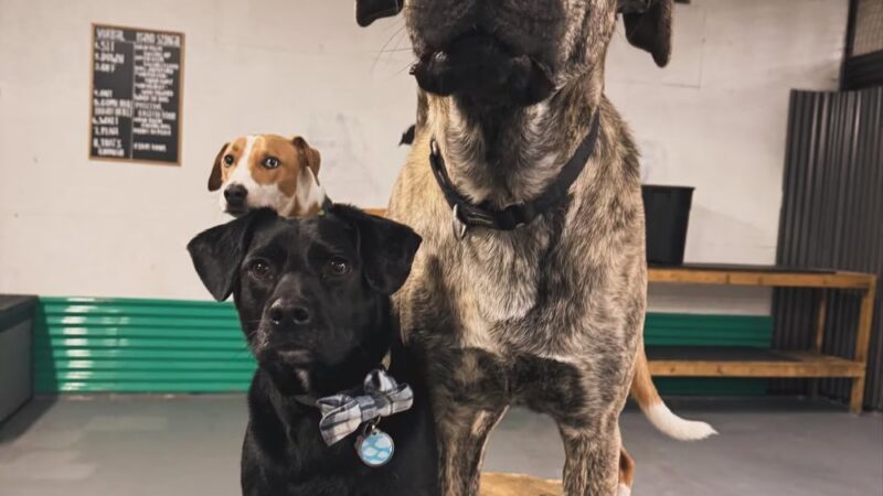 Wet Noses Dry Paws - Tacoma, WA