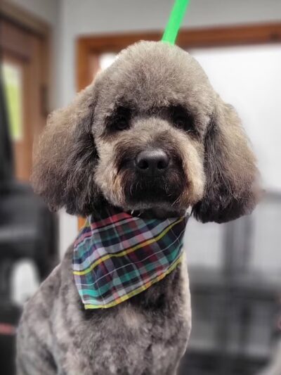 Wet Noses Dry Paws - Tacoma, WA