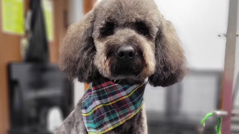 Wet Noses Dry Paws - Tacoma, WA