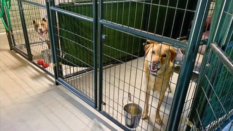 47 Dog Depot, LLC - Tallassee, AL