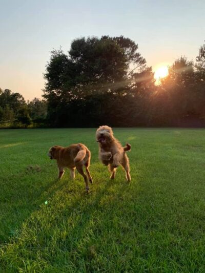 47 Dog Depot, LLC - Tallassee, AL