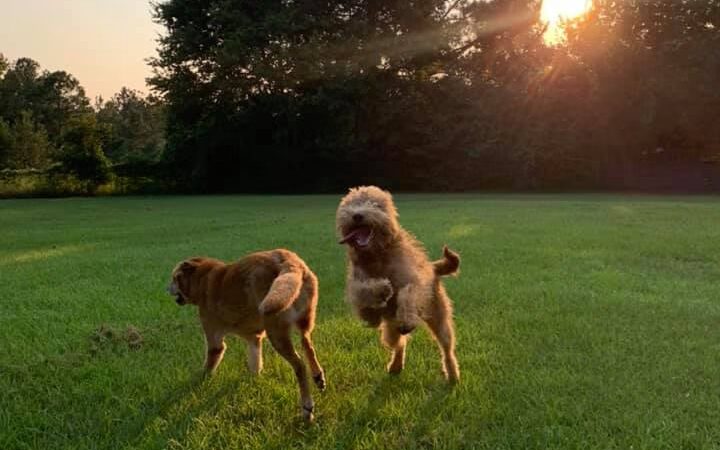 47 Dog Depot, LLC - Tallassee, AL