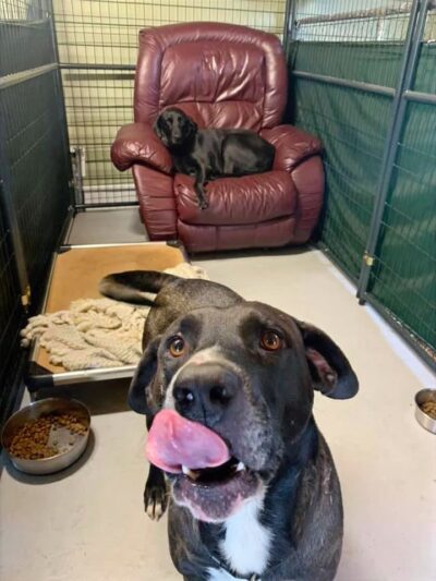 47 Dog Depot, LLC - Tallassee, AL