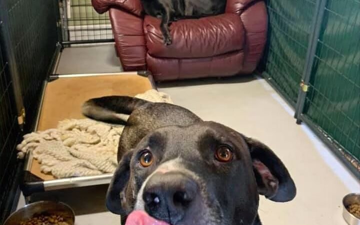 47 Dog Depot, LLC - Tallassee, AL